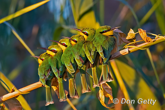 Little Bee-eater