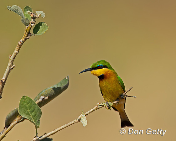 Little Bee-eater