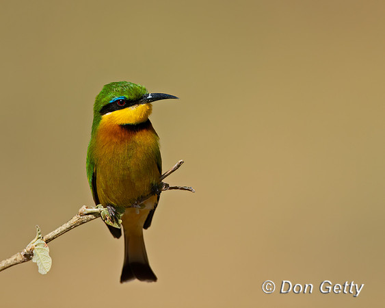 Little Bee-eater