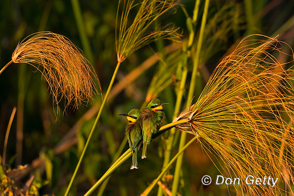 Little Bee-eater