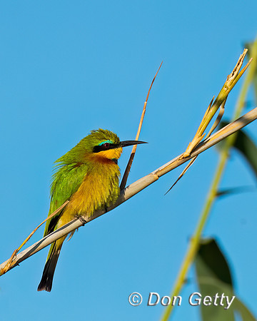 Little Bee-eater
