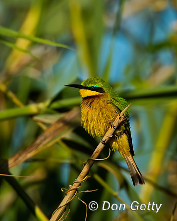 Little Bee-eater
