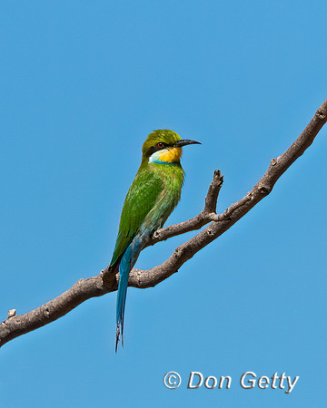 Swallow-tailed Bee-eater