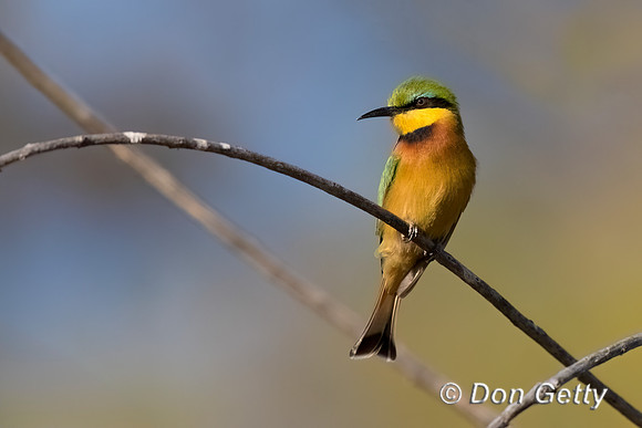 Little Bee-eater