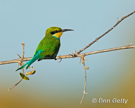 Swallow-tailed Bee-eater