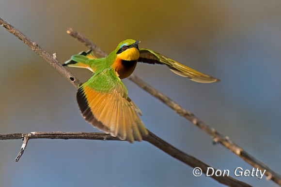 Little Bee-eater