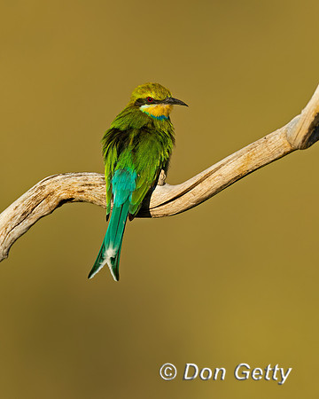 Swallow-tailed Bee-eater