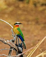 White-fronted Bee-eater