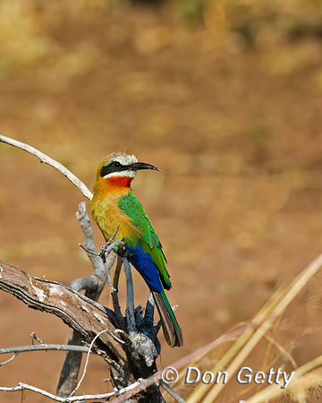 White-fronted Bee-eater