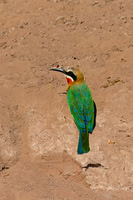 White-fronted Bee-eater
