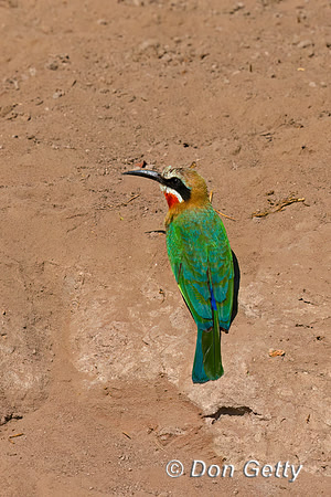 White-fronted Bee-eater