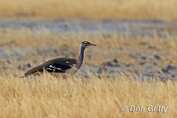 Denham's Bustard