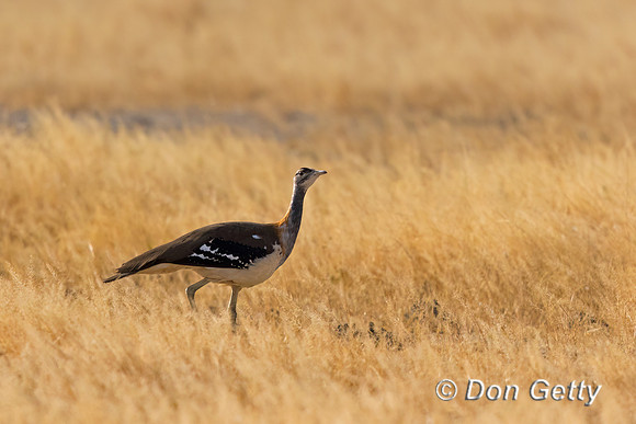 Denham's Bustard