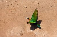 White-fronted Bee-eater