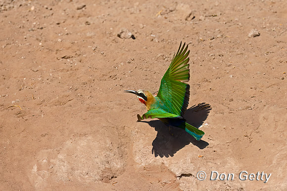 White-fronted Bee-eater