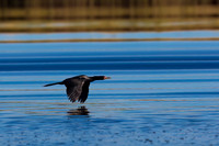 Reed Cormorant