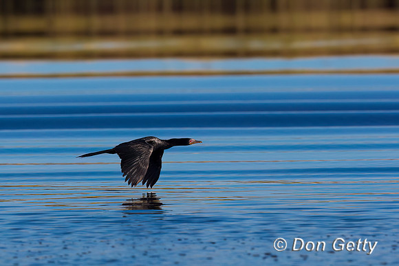 Reed Cormorant