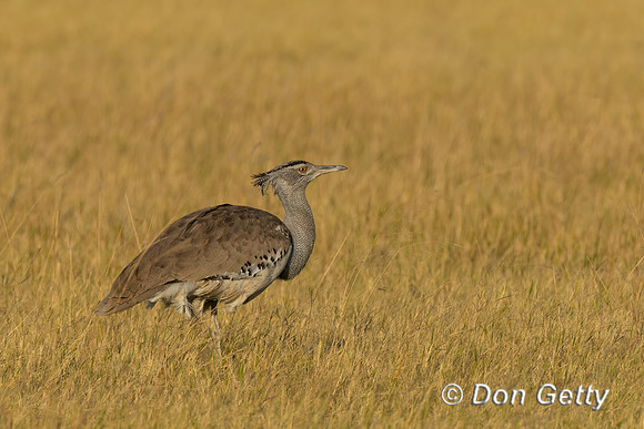Kori Bustard