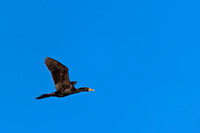 Reed Cormorant