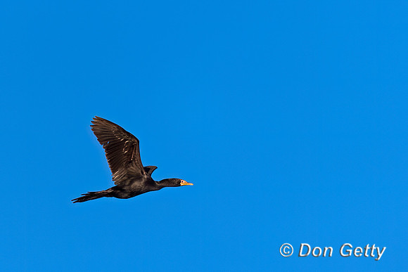 Reed Cormorant