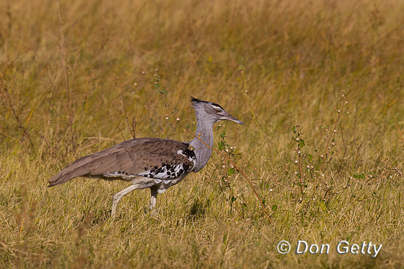Kori Bustard