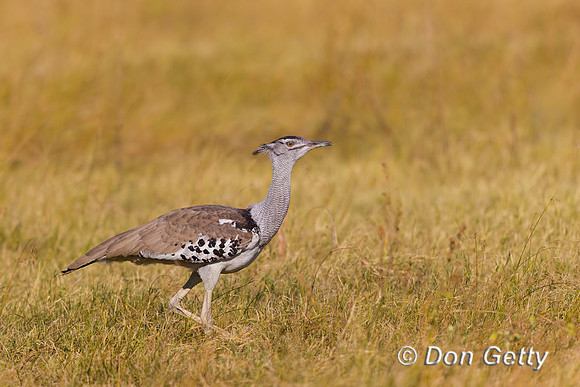 Kori Bustard