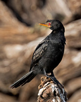 Reed Cormorant