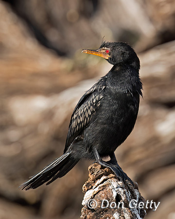Reed Cormorant
