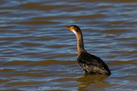 Reed Cormorant