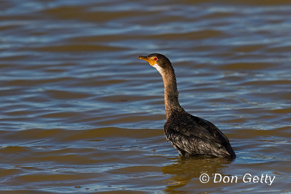 Reed Cormorant