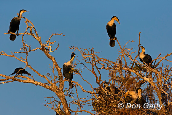 White-breasted Cormorant