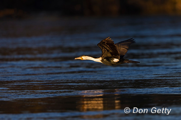 White-breasted Cormorant