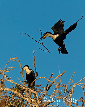 White-breasted Cormorant