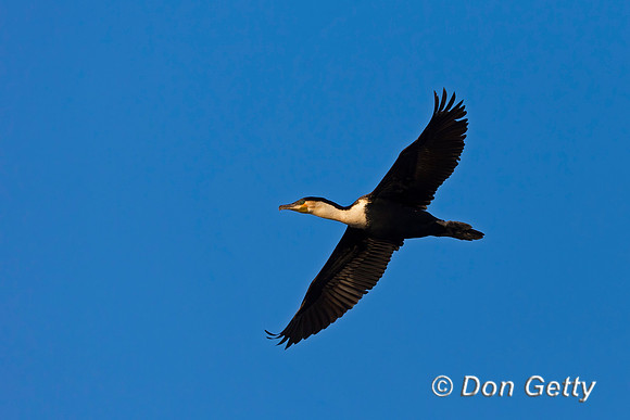 White-breasted Cormorant