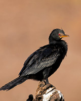 Reed Cormorant