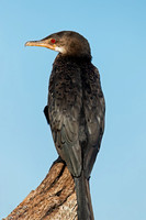 Reed Cormorant