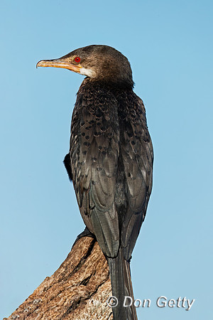 Reed Cormorant