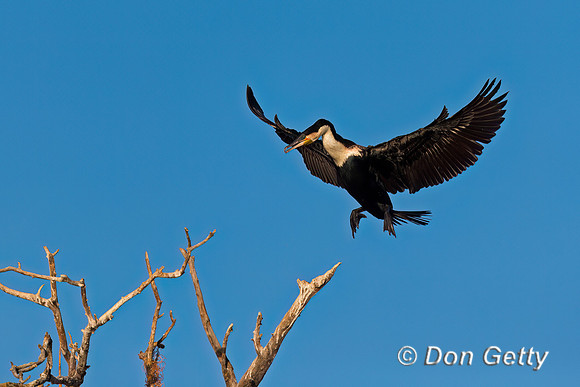 White-breasted Cormorant