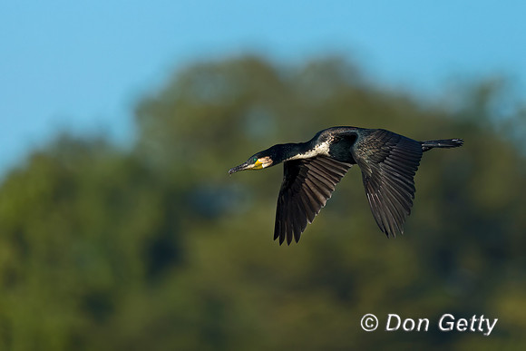 White-breasted Cormorant