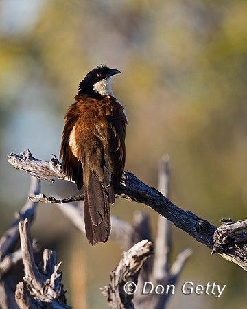 Coppery-tailed Coucal
