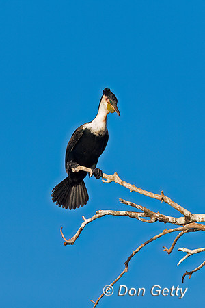 White-breasted Cormorant
