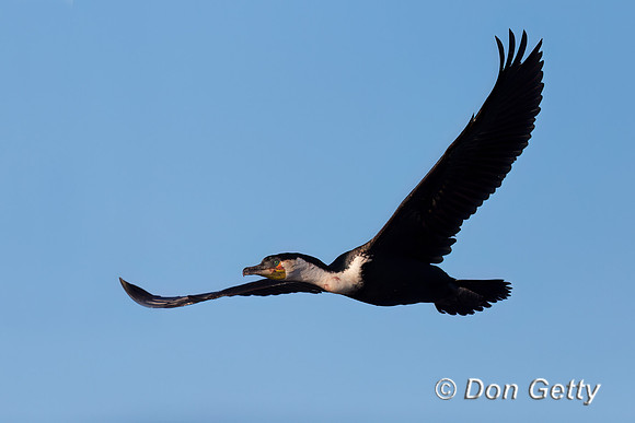 White-breasted Cormorant