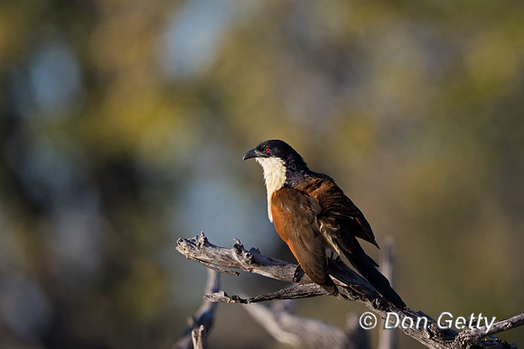 Coppery-tailed Coucal