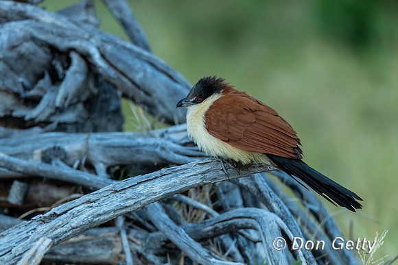 Senegal Coucal
