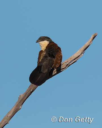 Senegal Coucal