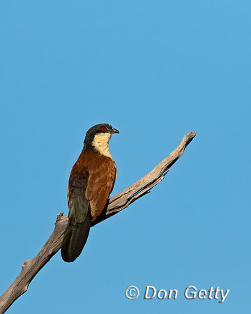 Senegal Coucal