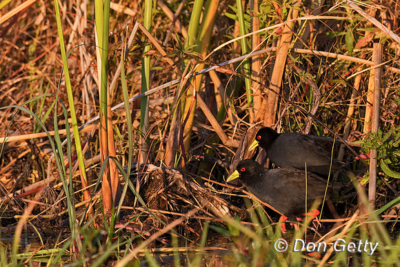 Black Crake