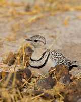 Double-banded Courser