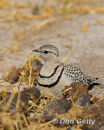 Double-banded Courser
