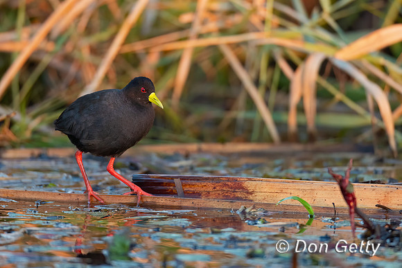 Black Crake